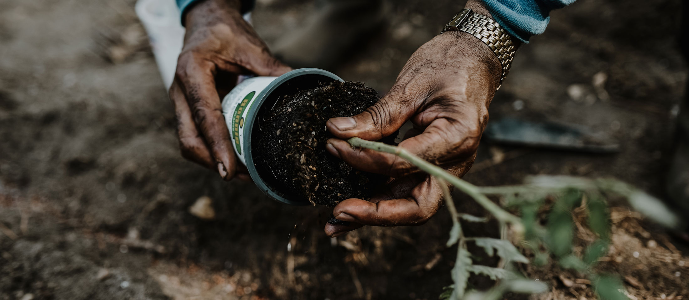 Hands holding a crop getting planted into a garden.